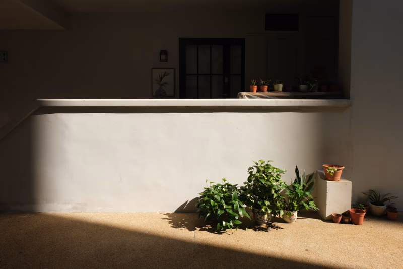 A serene indoor scene with potted plants and a wall, bathed in natural light.