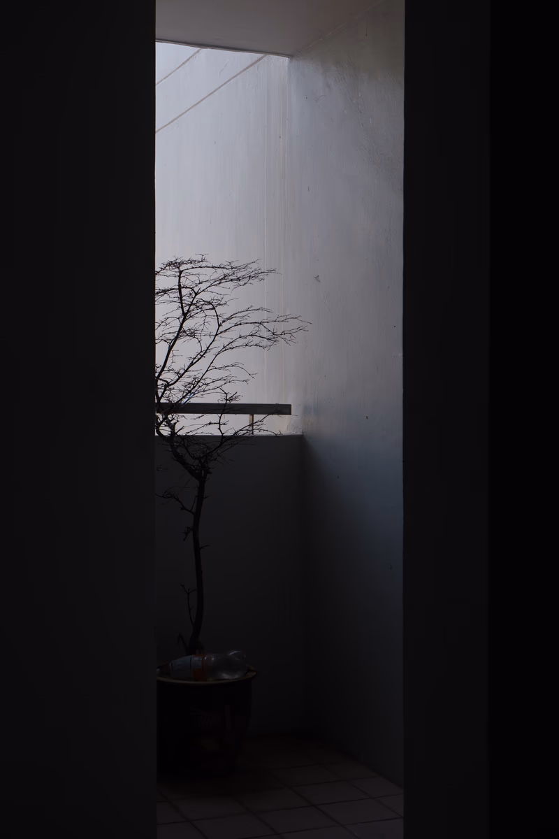 A tree in a modern building's courtyard with a view of the open space beyond.
